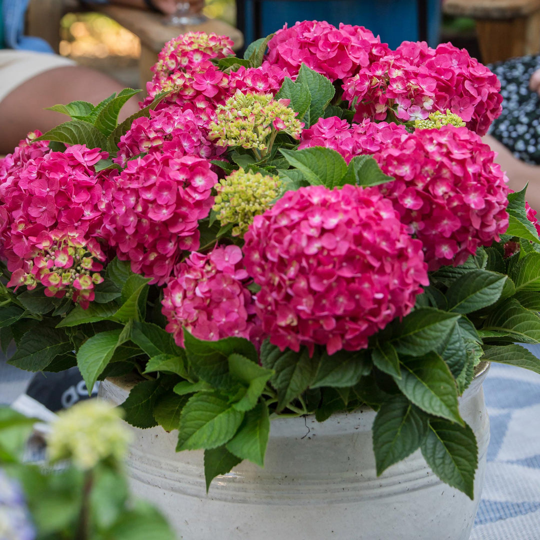8 Hydrangea macrophylla Endless Summer Summer Love Red plants in 14cm pots - view 5