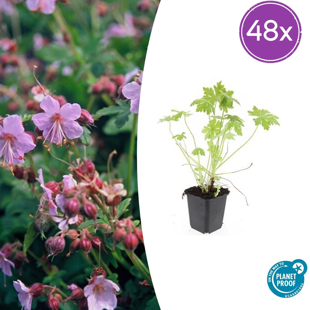 48x Bigroot Geranium (Geranium macrorrhizum) 10-25cm | 9cm Pots