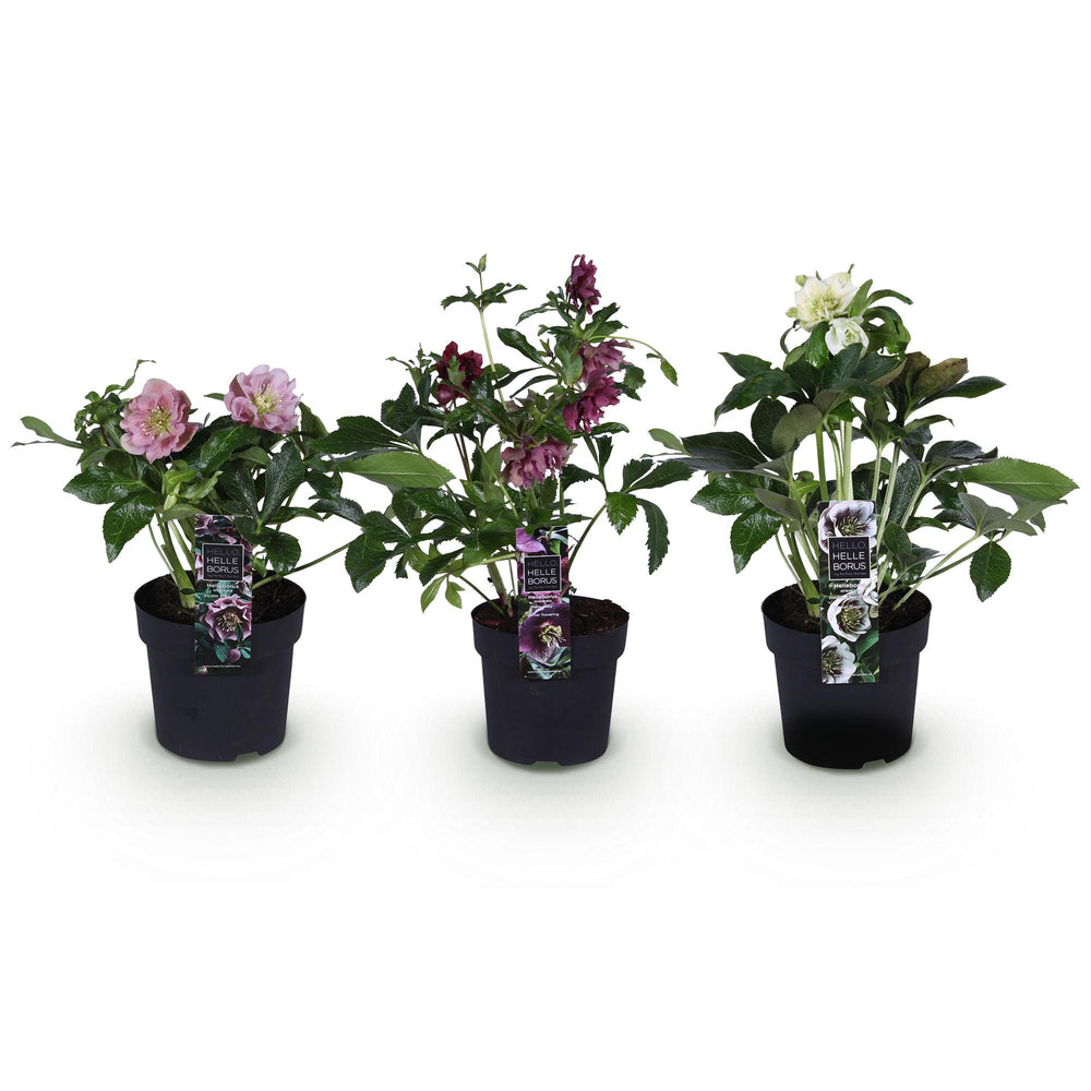 3x Helleborus orientalis 'Double Ellen' mixed colours Lenten Rose in 14cm pots - view 2