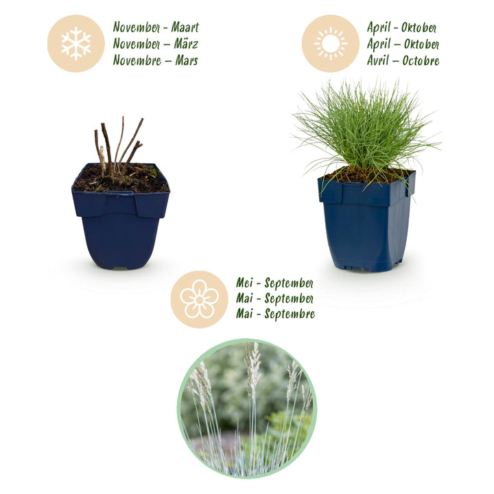 24x Festuca glauca blue fescue grass in 11cm pots - view 4