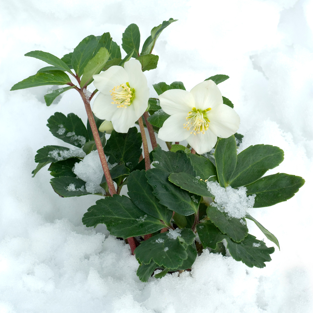 White Christmas Roses (Helleborus niger) with green leaves, set against a snowy background, from Everspring.