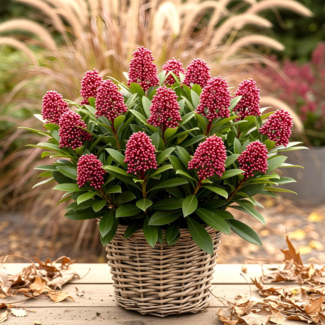 Pack of 2 Skimmia japonica 'Rubella' plants in 19cm pots, 60cm tall - view 5
