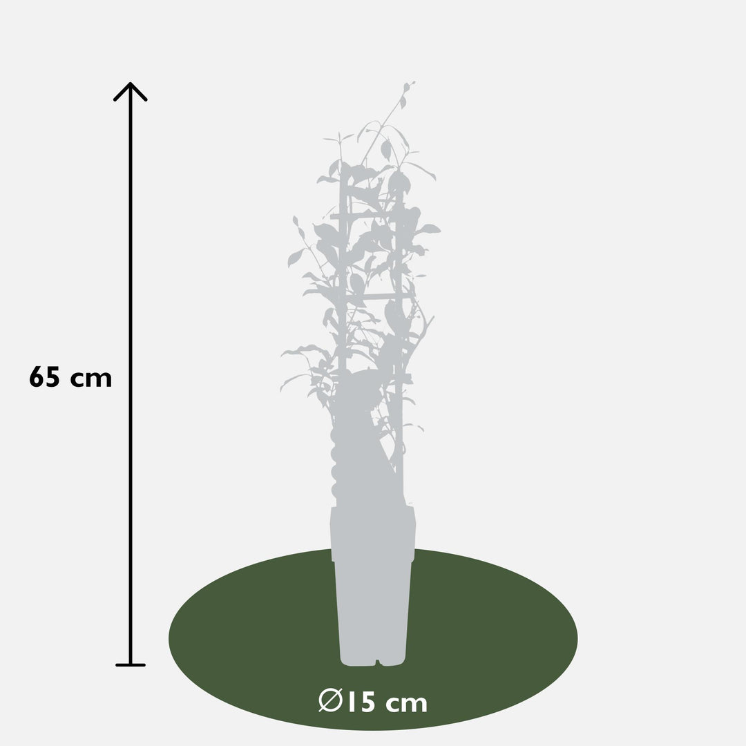 2x - Trachelospermum 'Star of Ibiza' - ↨65cm - Ø15 full-plant overview, healthy foliage and strong roots