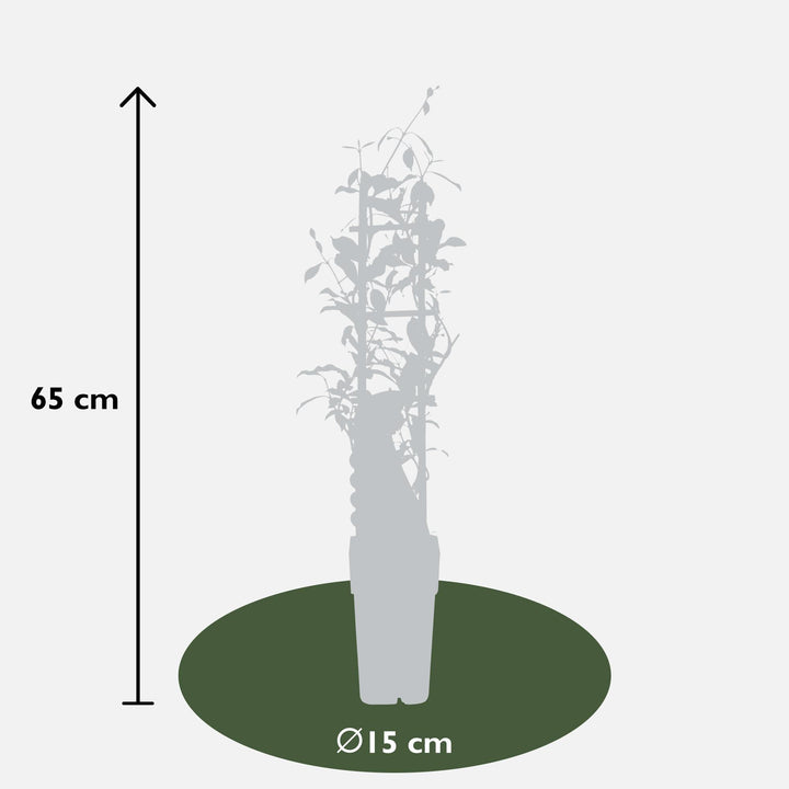 2x - Trachelospermum 'Star of Ibiza' - ↨65cm - Ø15 full-plant overview, healthy foliage and strong roots