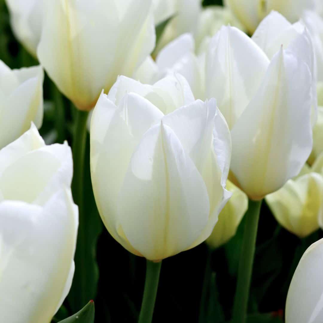 Luxury Dutch tulip bulbs mix in a large box, featuring elegant white blossoms by Everspring.