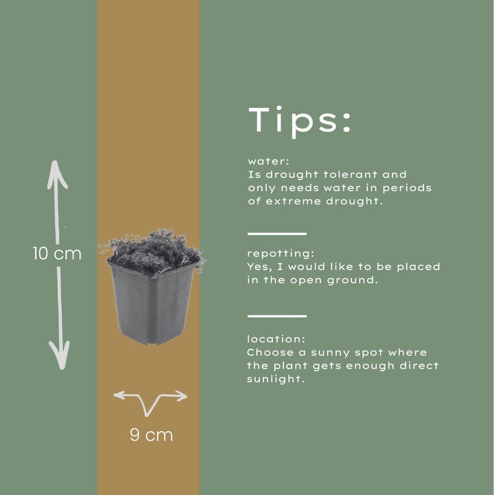 6x Thymus praecox 'Purple Beauty' - ↕10-25cm - Ø9cm