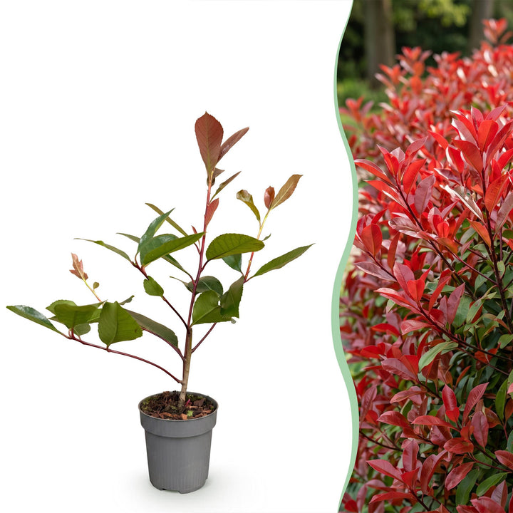 24 Photinia fraseri Red Robin hedging plants in 9cm pots - view 3