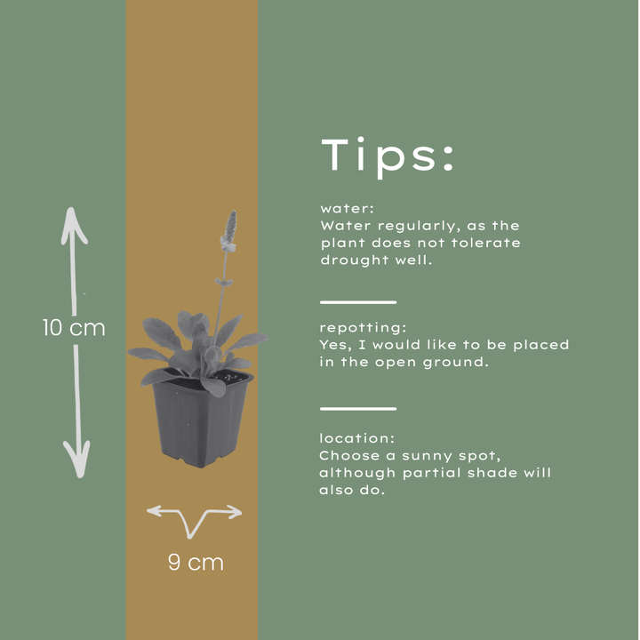 48x Stachys mon. 'Hummelo' - ↕10-25cm - Ø9cm