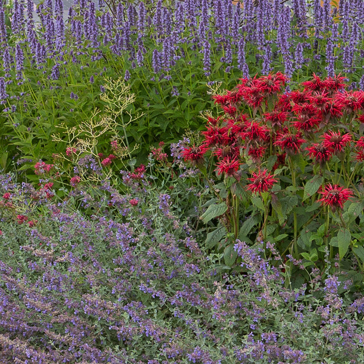 Border pack of 24 mixed scented perennials in 11cm pots - view 4