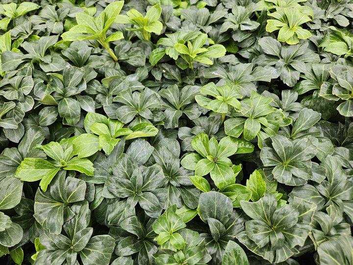 40x Pachysandra Green Sheen - Glossy Evergreen Ground Cover 10-25cm