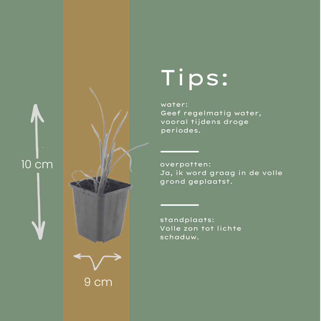 6x Hemerocallis 'Stella de Oro' - ↕10-25cm - Ø9cm packed for EU plant delivery from PlantGift.ie