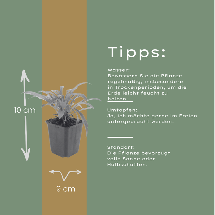 48x Campanula portenschlagiana - ↕10-25cm - Ø9cm