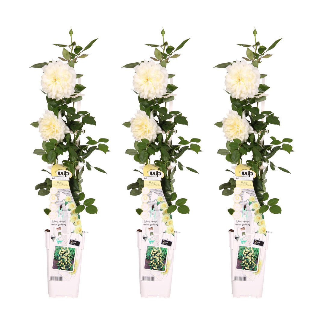 3x Rosa Crazy in Love Vanilla - Creamy White Climbing Rose - Ø15cm - ↕65cm
