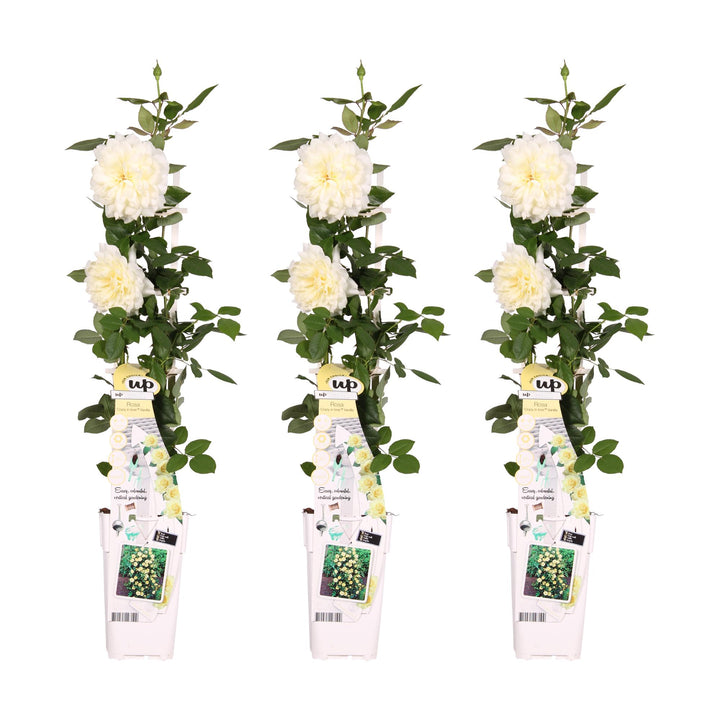 3x Rosa Crazy in Love Vanilla - Creamy White Climbing Rose - Ø15cm - ↕65cm