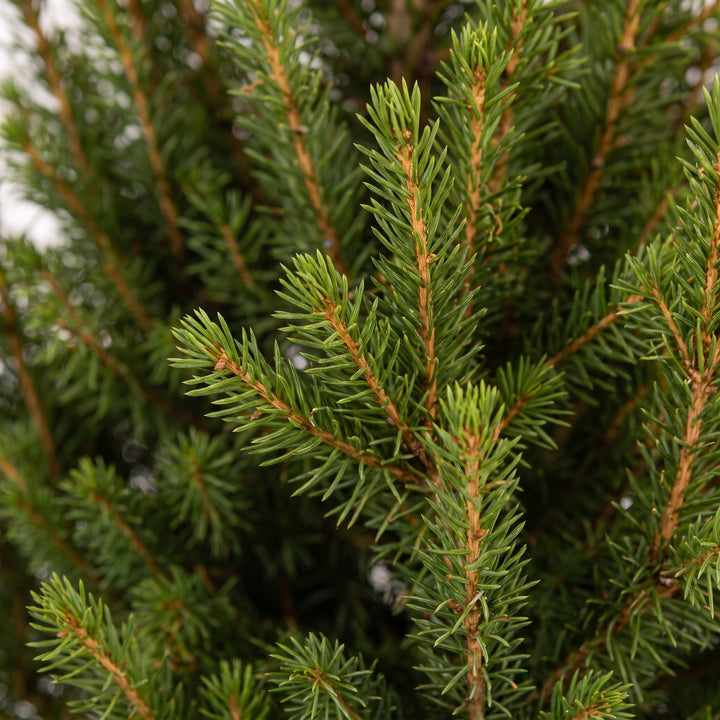 Pack of 4 potted dwarf spruce Christmas trees, 65cm in 17cm pots with a zinc pot - view 4