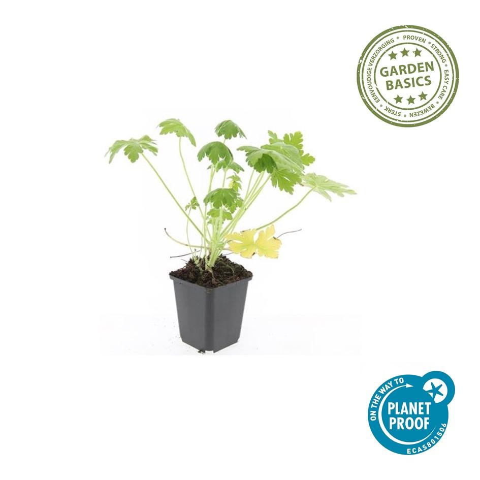 48x Geranium macr. 'Spessart' - ↕10-25cm - Ø9cm