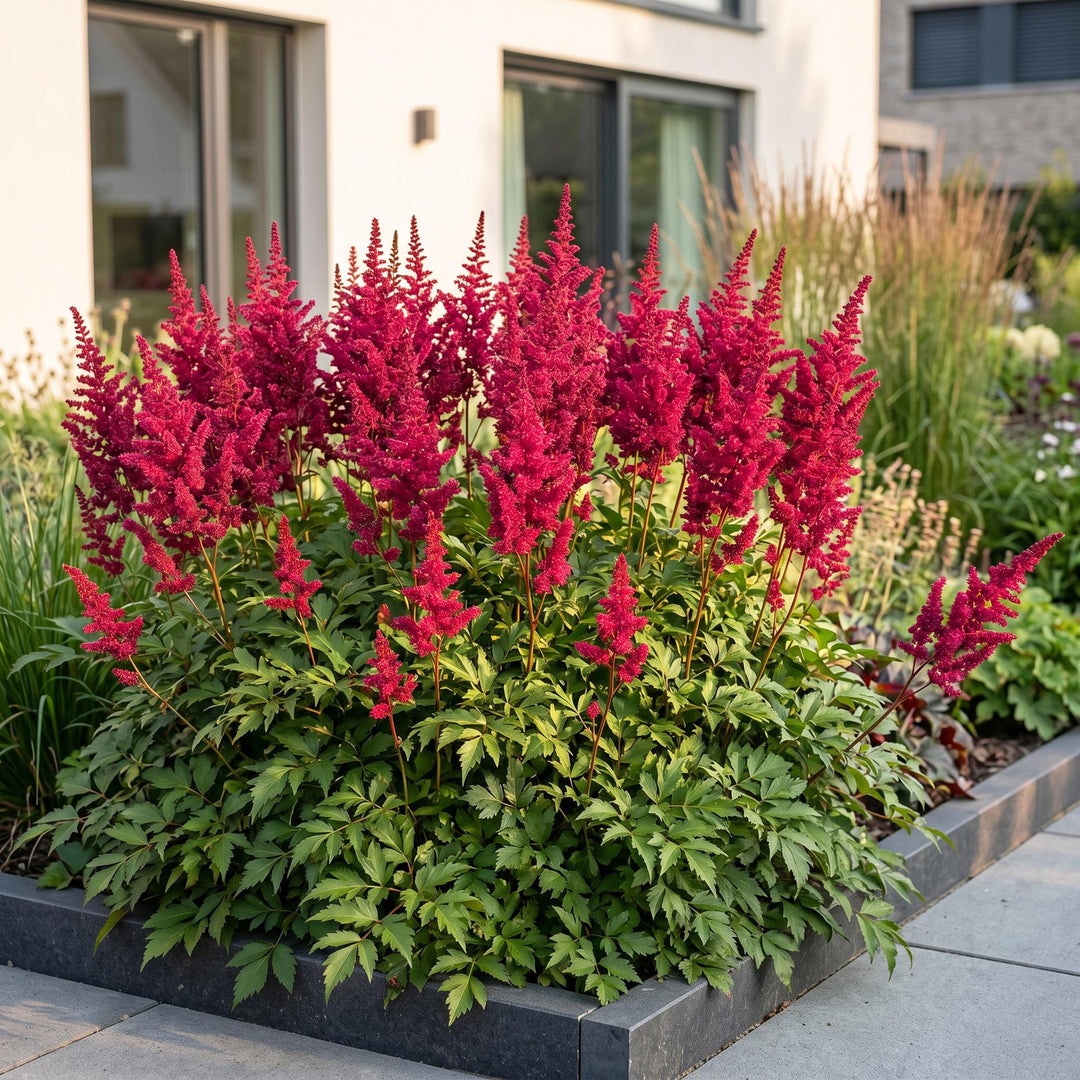 24x Astilbe arendsii 'Fanal' - Red Feather Plumes - Shade - 11cm Pot - 15-25cm
