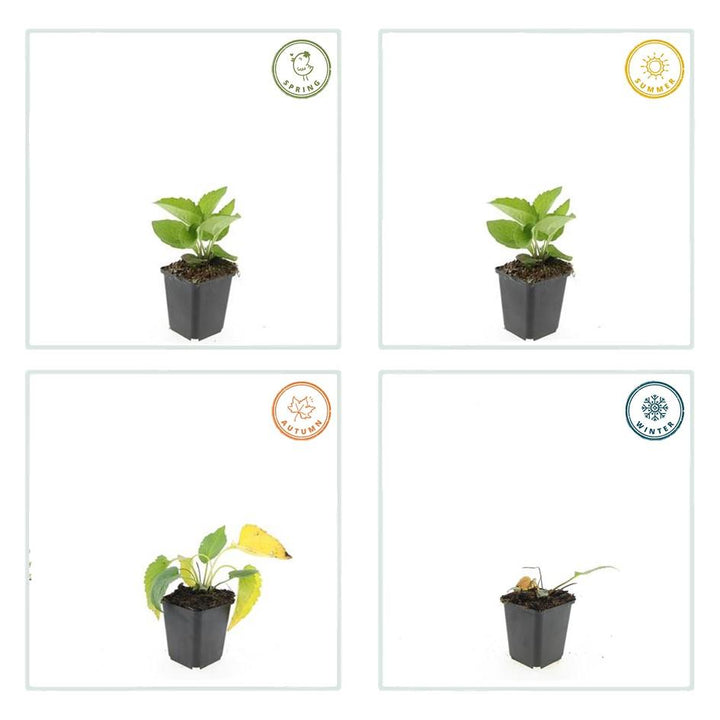 60x Rudbeckia fulgida 'Goldsturm' - ↕10-25cm - Ø9cm