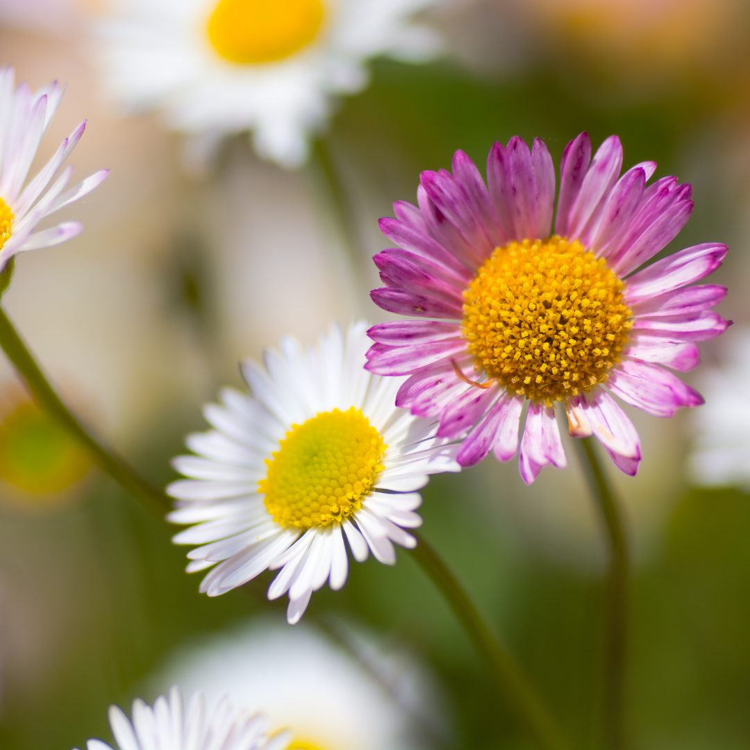 6x Erigeron karvinskianus - ↕10-25cm - Ø9cm packed for EU plant delivery from PlantGift.ie