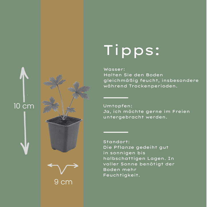 48x Astrantia major - ↕10-25cm - Ø9cm