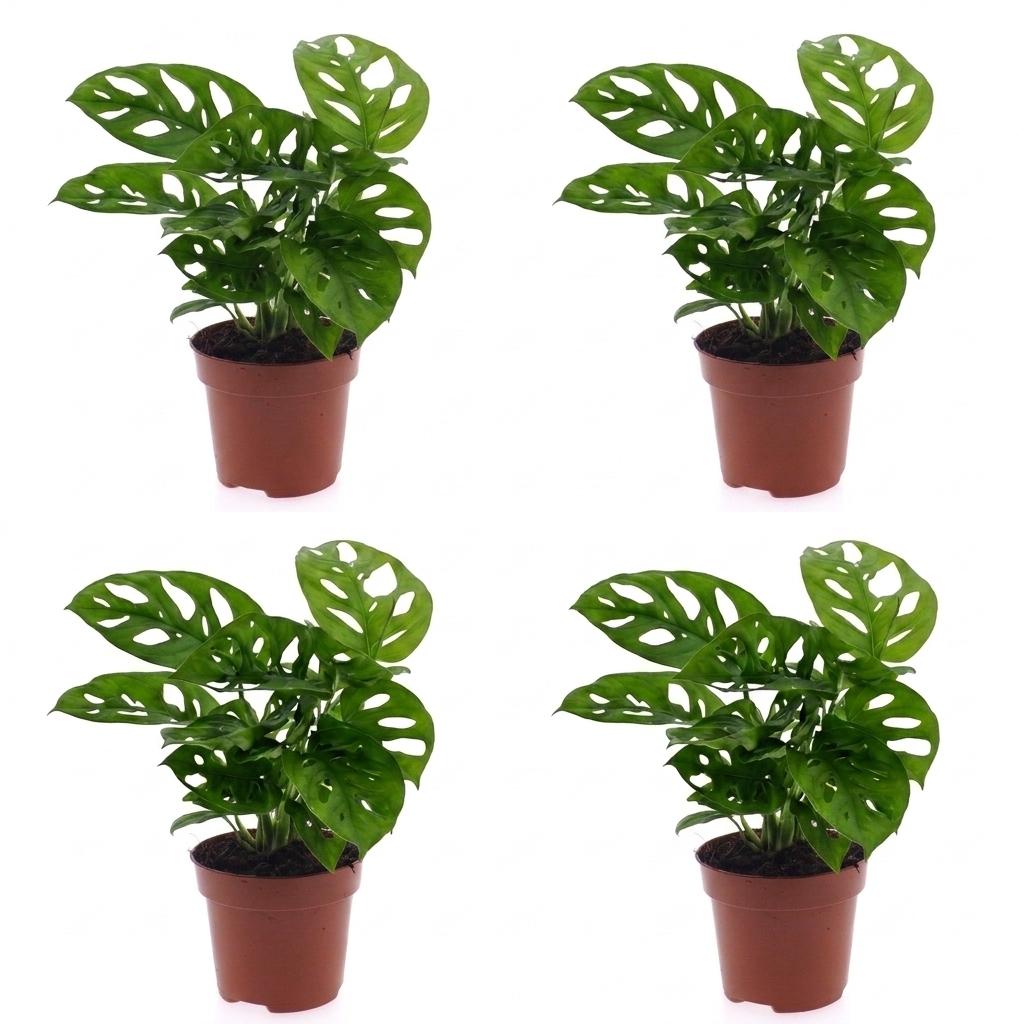 Monkey Mask Monstera (Monstera adansonii) - 4 Plants - 12cm Pot - 25cm Tall