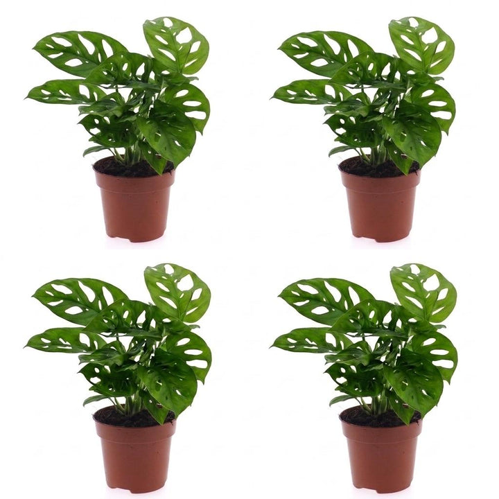 Monkey Mask Monstera (Monstera adansonii) - 4 Plants - 12cm Pot - 25cm Tall