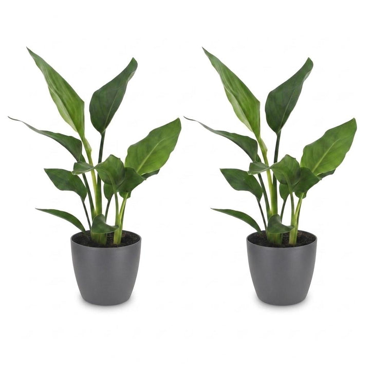 Bird of Paradise (Strelitzia reginae) - 2 Plants with Grey Ceramic Pot - 12cm Pot - 35cm Tall