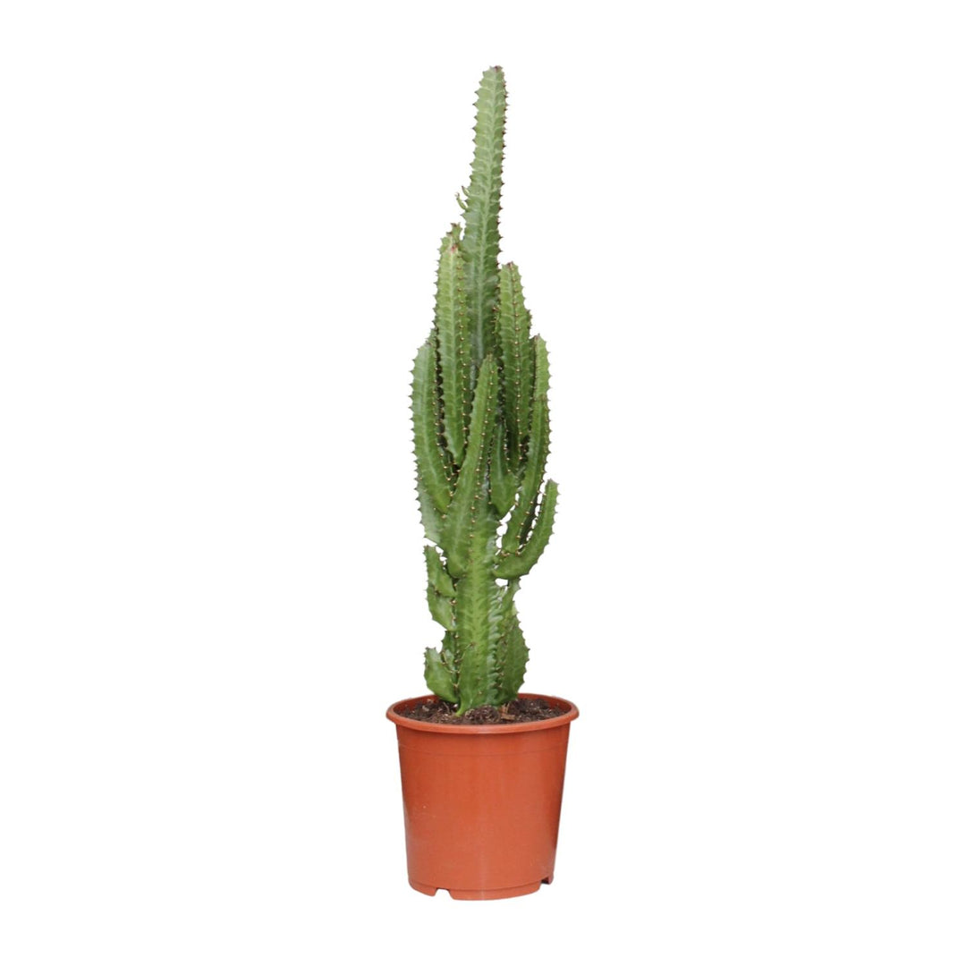 Euphorbia Trigona 70cm — African Milk Tree in 17cm pot
