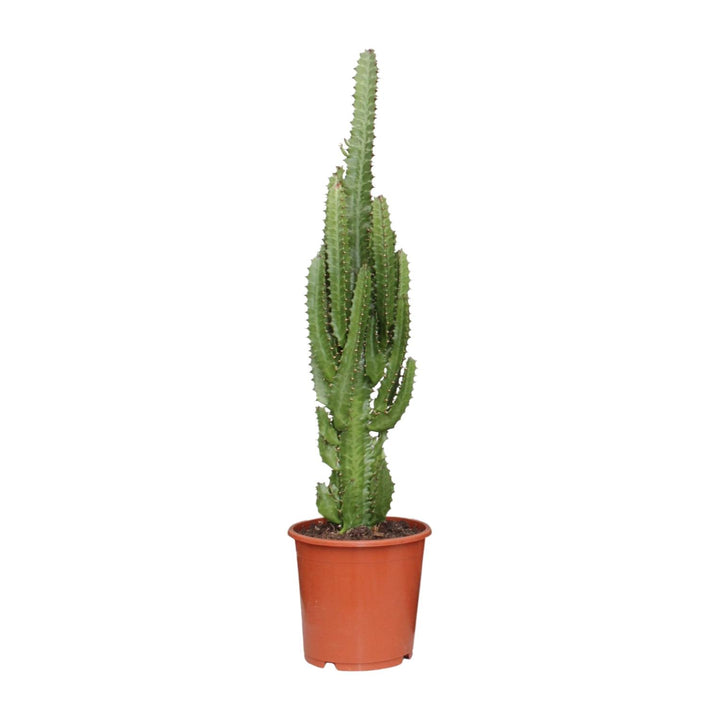 Euphorbia Trigona 70cm — African Milk Tree in 17cm pot