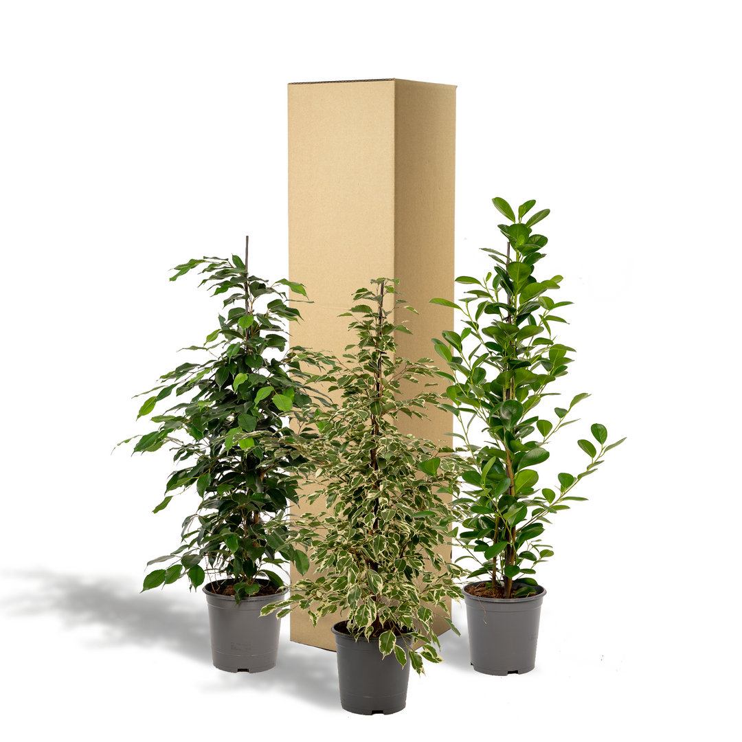 Ficus Trio Plant Set - 3 Air-Purifying Plants - 21cm Pots - 95cm