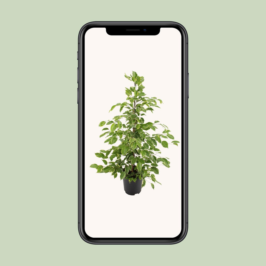 Ficus benjamina Goldenking - Ø21cm - ↕95cm — healthy root ball and nursery pot ready to ship from Ireland