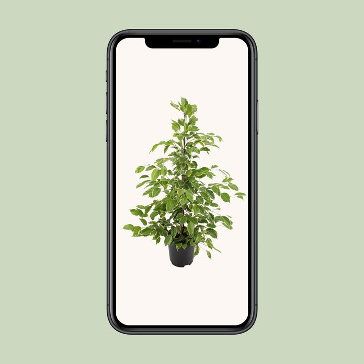 Ficus benjamina Goldenking - Ø21cm - ↕95cm — healthy root ball and nursery pot ready to ship from Ireland