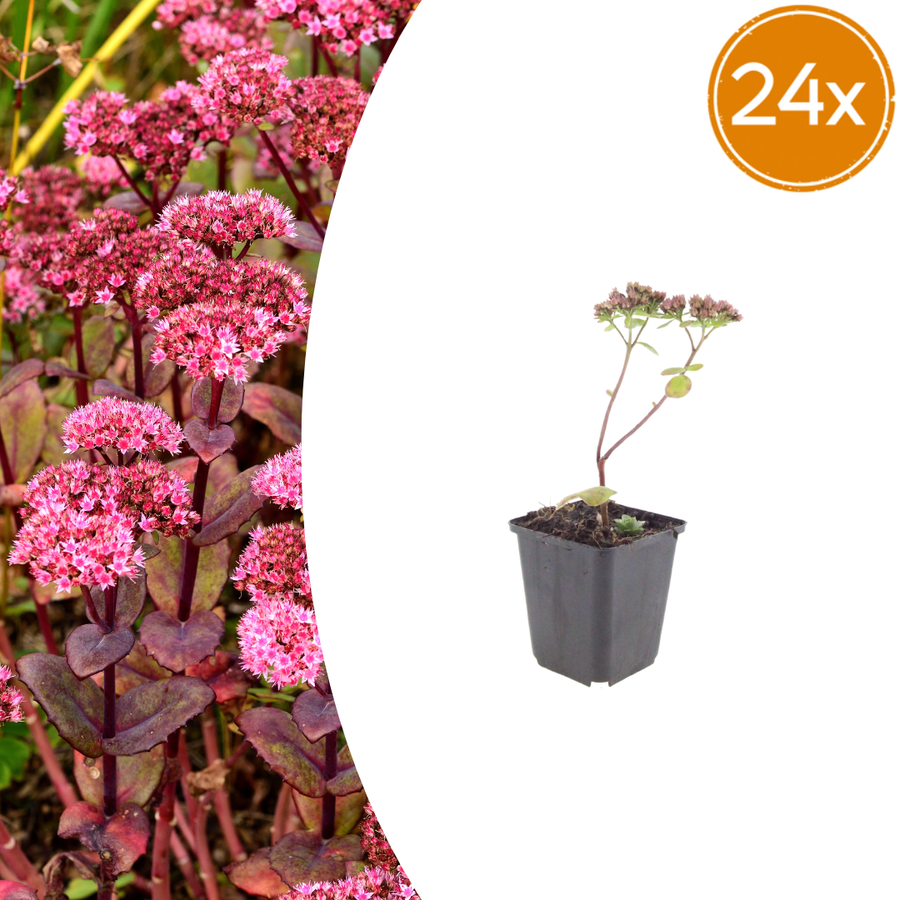 Sedum 'Matrona' upright border sedum with dusky pink flower heads, 24-pack in 9cm pots