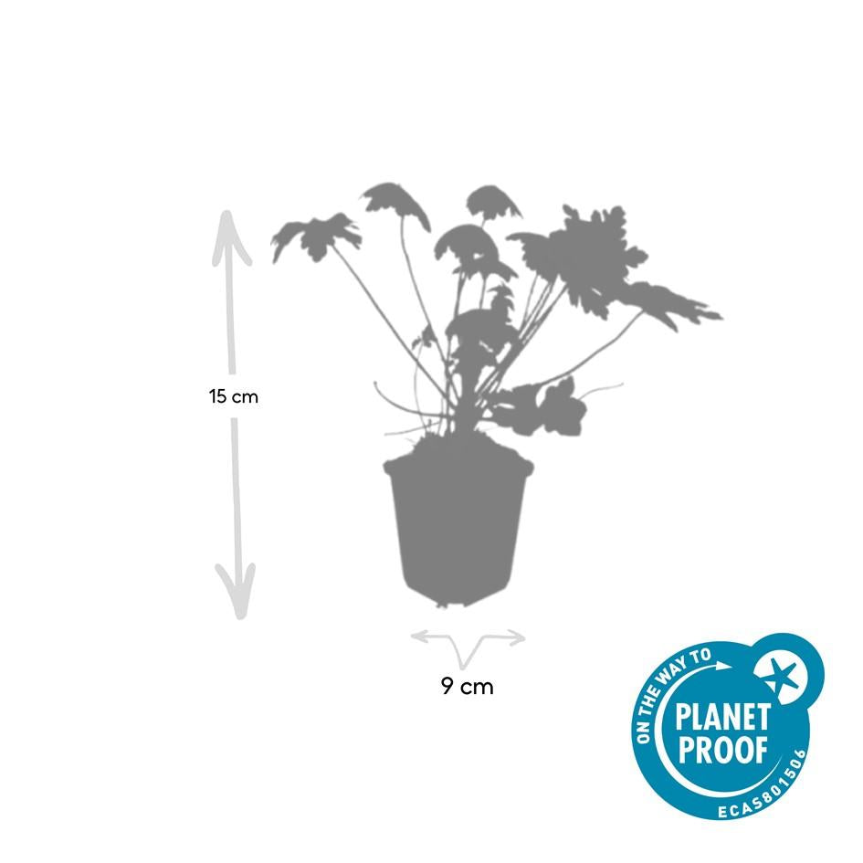 6x Geranium macr. 'Spessart' - ↕10-25cm - Ø9cm full-plant overview, blue-violet garden flowers and soft foliage