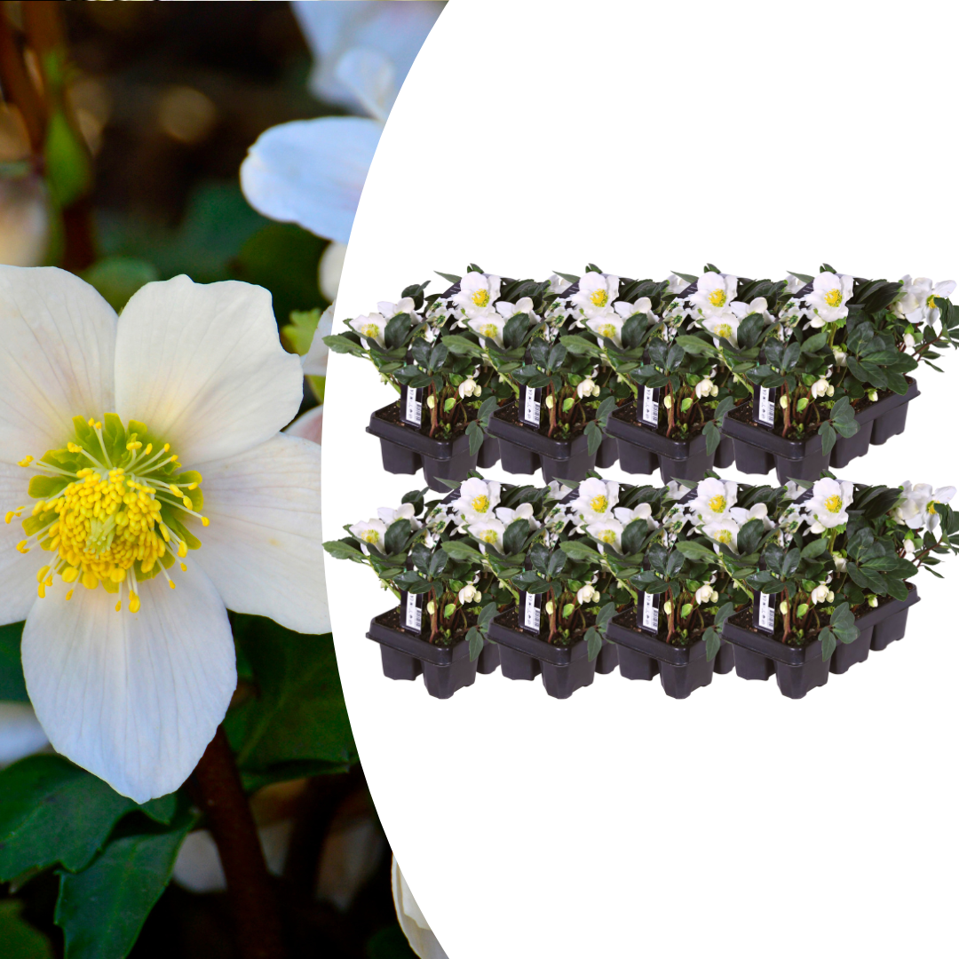 Set of 48 Helleborus niger ‘Christmas Carol’ plants featuring white flowers and lush green foliage in six-packs.