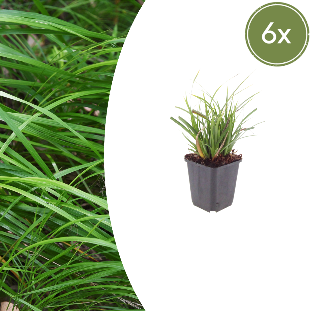 Healthy foliage and strong roots close-up of 6x Carex morrowii - ↕10-25cm - Ø9cm