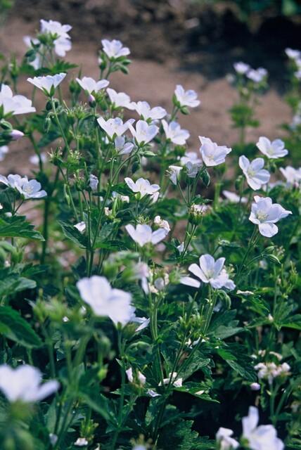 6x Geranium sang. 'Album' - ↕10-25cm - Ø9cm alternative angle showing habit and leaf structure