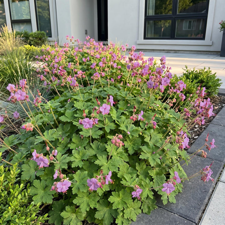 24x Geranium cantabrigiense Cambridge cranesbill in 11cm pots - view 6