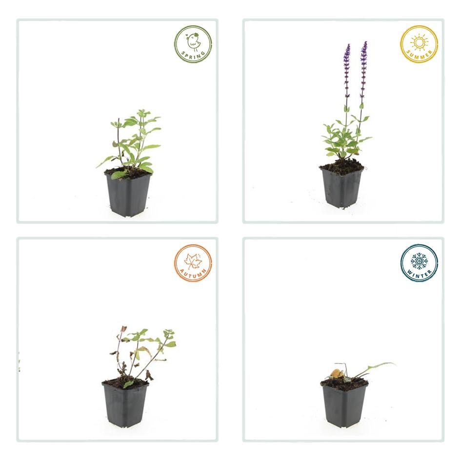24x Salvia nem. 'Caradonna' - ↕10-25cm - Ø9cm full-plant overview, healthy foliage and strong roots