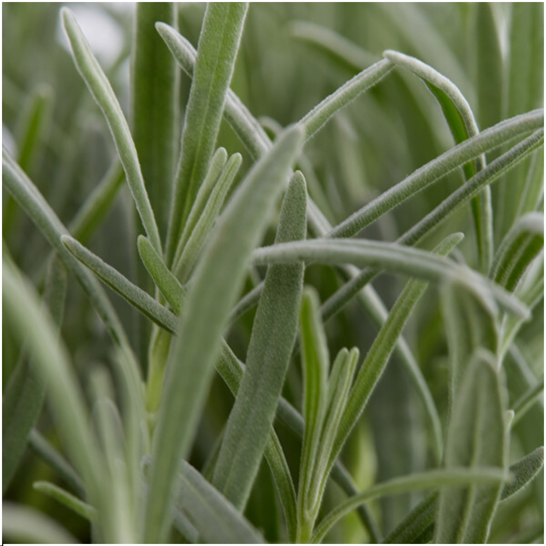True Lavender Plants - Lavandula Angustifolia 6 Pack Live Plants