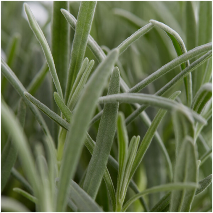 True Lavender Plants - Lavandula Angustifolia 6 Pack Live Plants