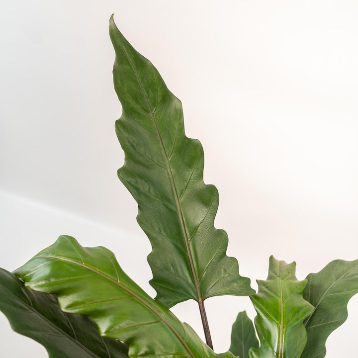 Alocasia Lauterbachiana - Ø19cm - ↕80cm + Basket Selin