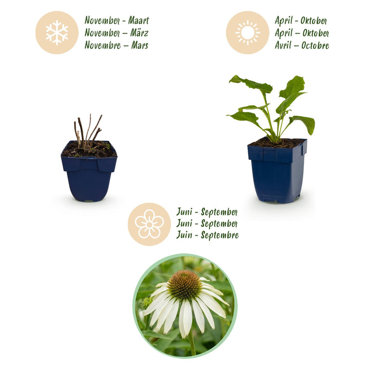 6 Echinacea purpurea 'Alba' white coneflower plants in 11cm pots - view 4