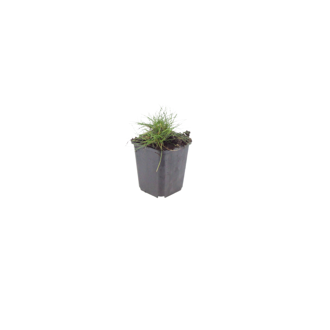 Festuca gautieri ornamental grass with fine green foliage in dark grey plastic nursery pot, 10-25cm tall, Ø9cm pot