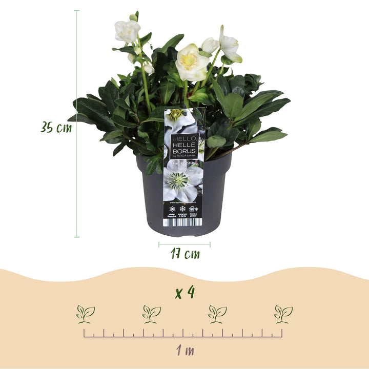 2x Helleborus niger 'Christmas Carol' Christmas Rose in 17cm pots - view 3