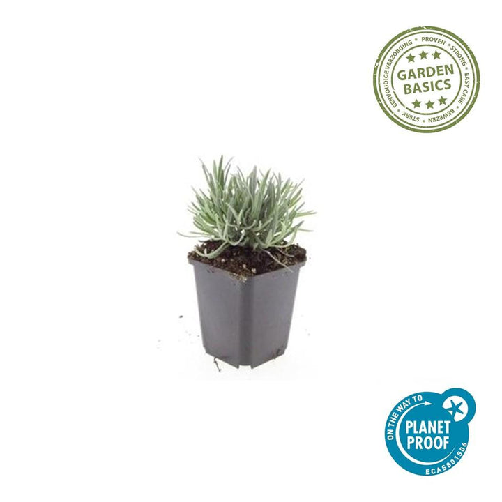 40x Lavandula Edelweiss White Lavender Plants - 9cm Pot