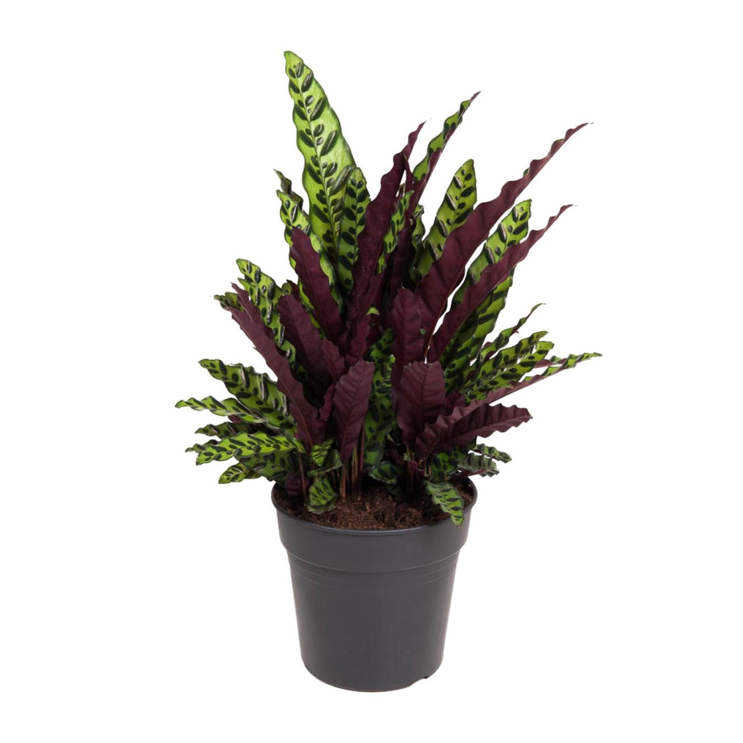 Calathea Lancifolia Rattlesnake Plant - 27cm Pot - 70cm Tall