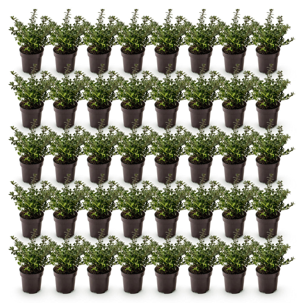 40 Ilex crenata 'Stokes' Japanese holly plants in 9cm pots, 20-30cm tall - view 2