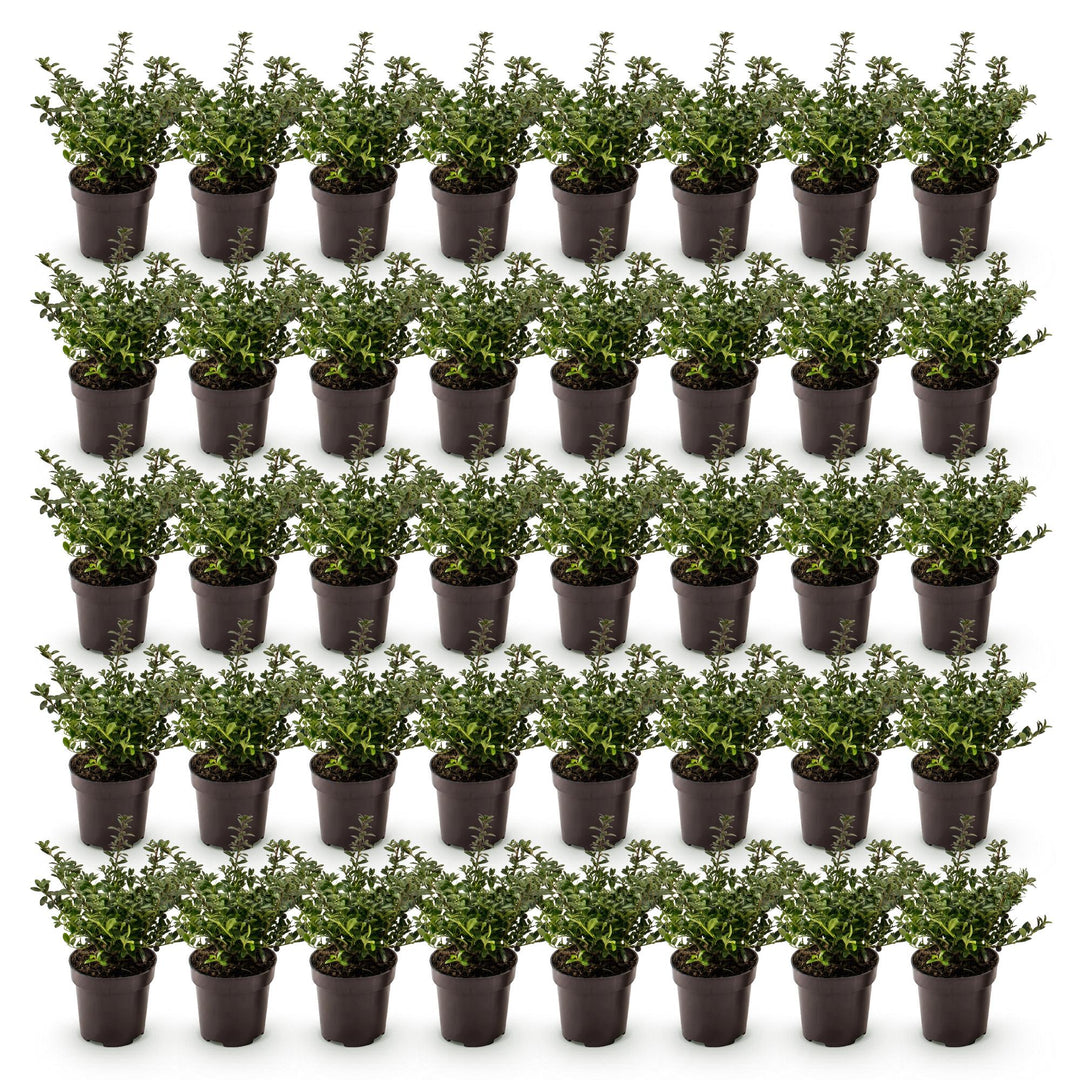 40 Ilex crenata 'Stokes' Japanese holly plants in 9cm pots, 20-30cm tall - view 2
