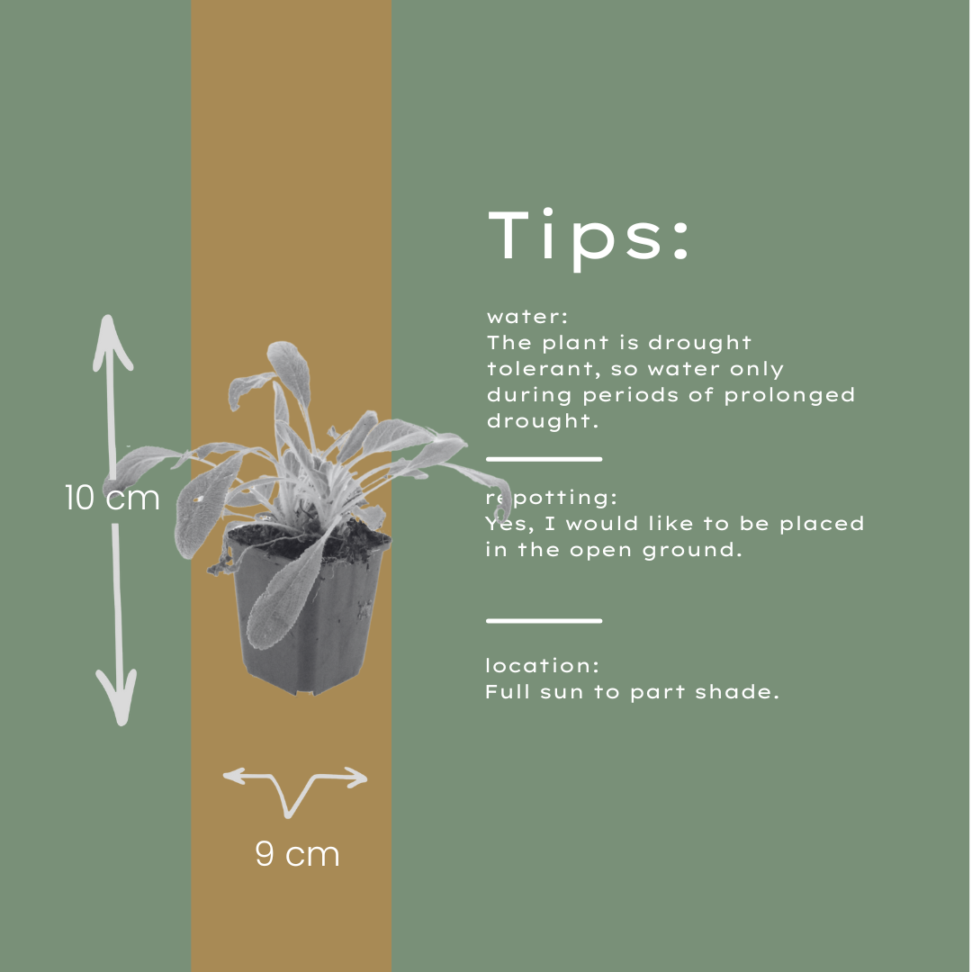 48x Stachys byzantina - ↕10-25cm - Ø9cm